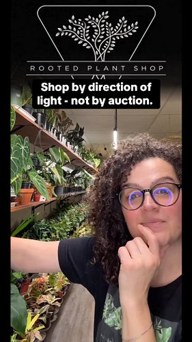 Shop by light, not by auction. 
Before you fall in love with the plant, figure out what kind of light you actually have. East...