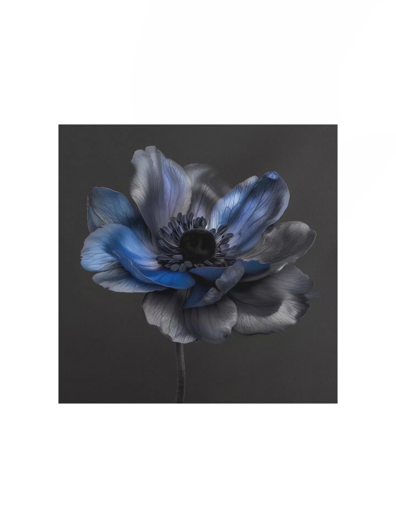 Solitary Form | Nocturne Anemone I - Fine Art Print product image (1)