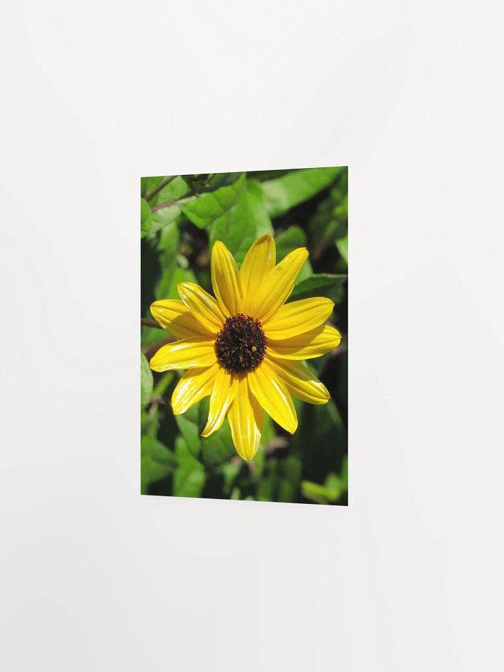 Mini Sunflower product image (23)