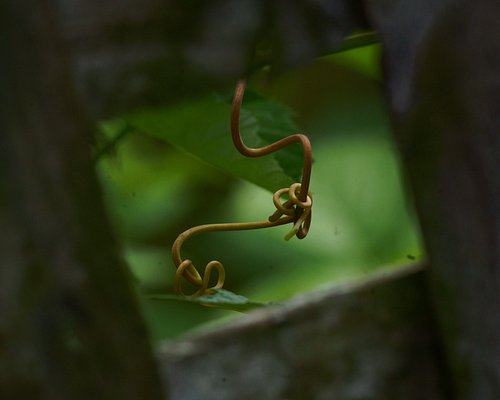 ✨when plants do the curly stuff.✨