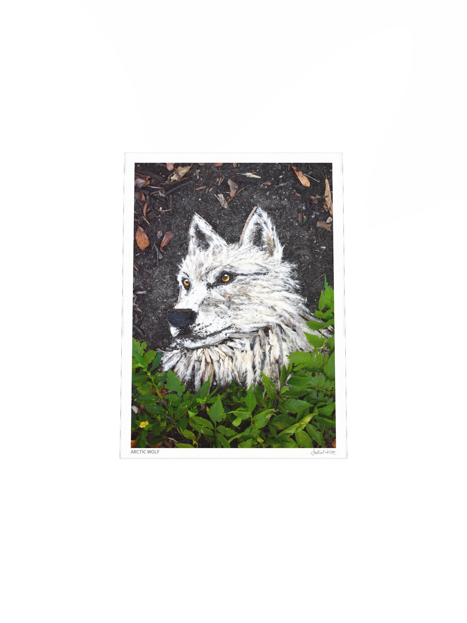 ARCTIC WOLF | Fine Art Print product image (5)