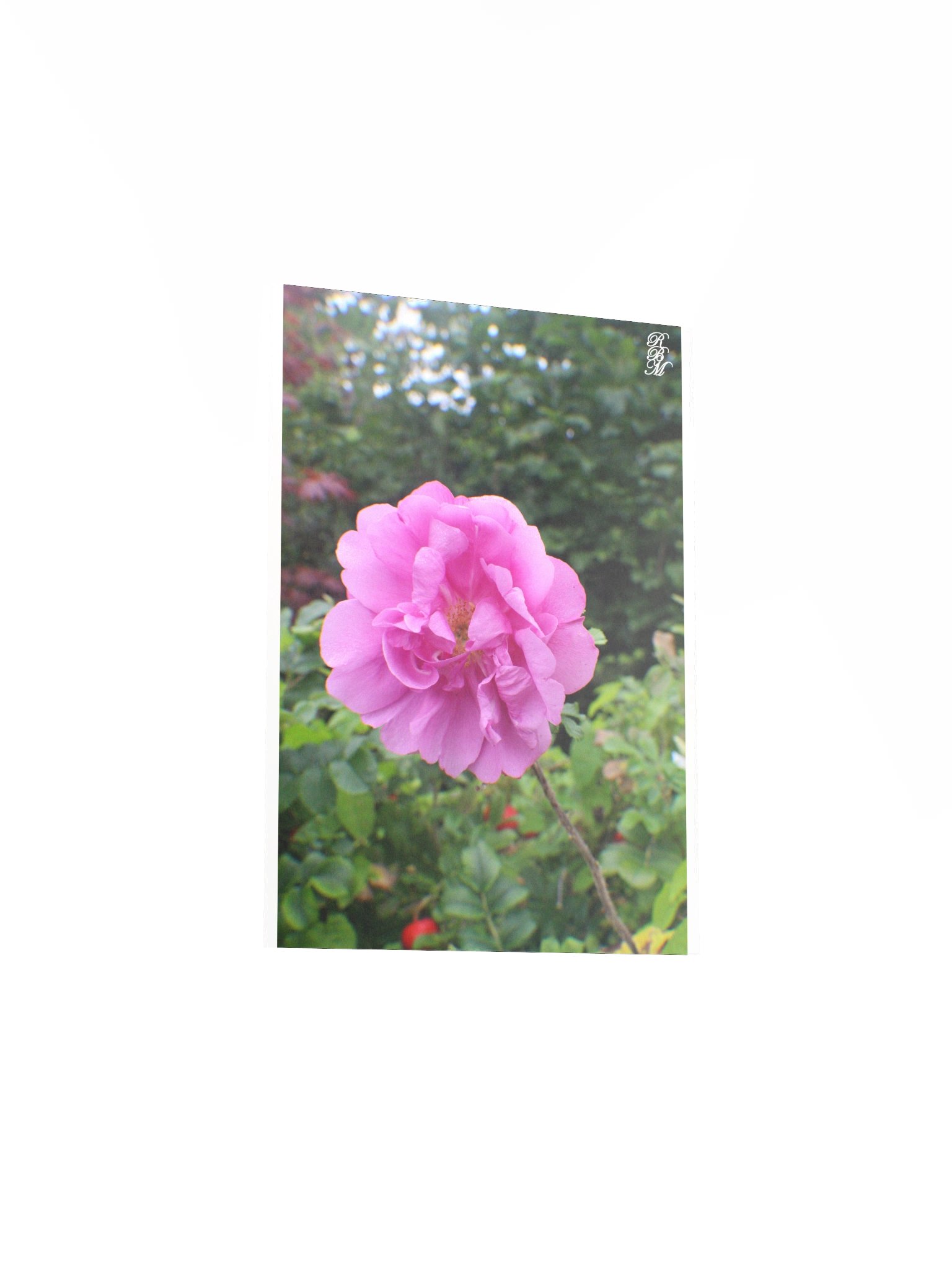A Single Pink Flower product image (16)