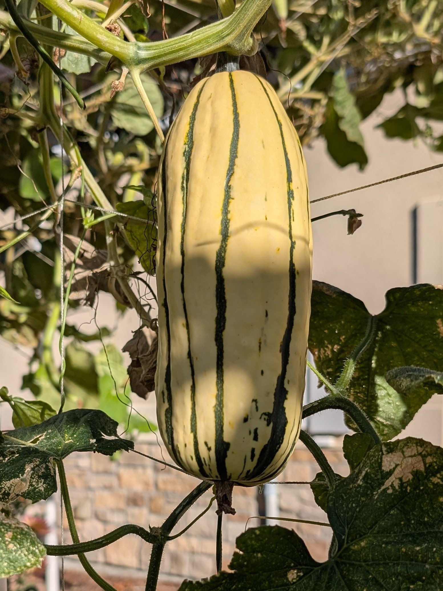 Oh My Gourd It's Your Birthday product image (2)