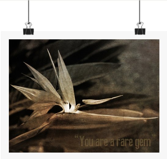 Vintage Sepia Bird of Paradise Photo. Botanical Wall Art, Nature Prints (Digital Download) product image (1)