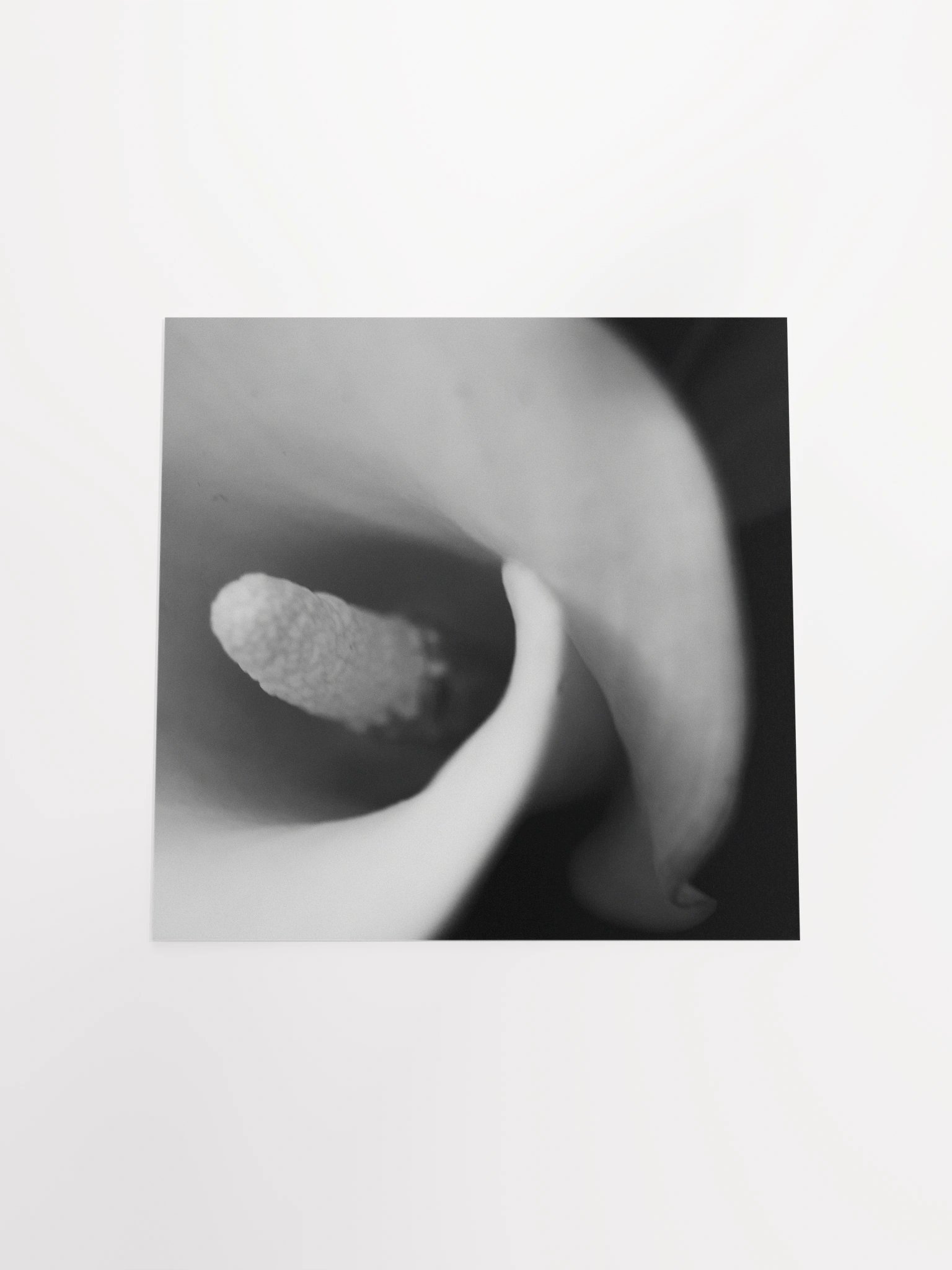 Calla Lily Print product image (12)