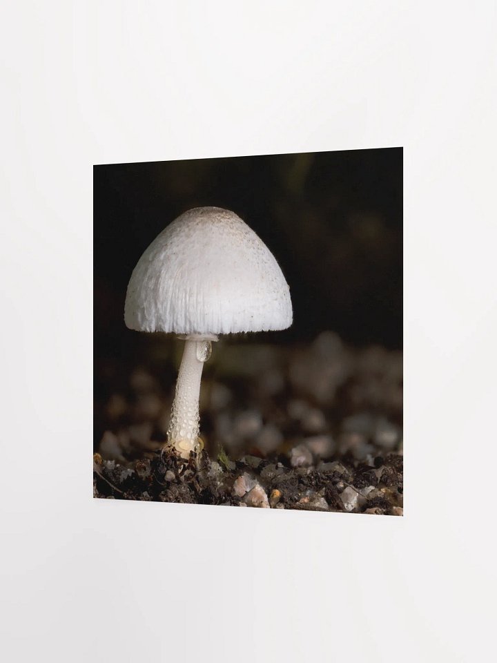 Leucocoprinus Print product image (3)