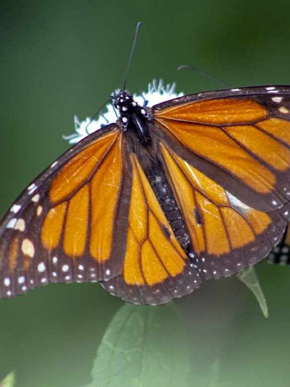 Tour al Santuario de la Mariposa Monarca desde la CDMX product image (6)