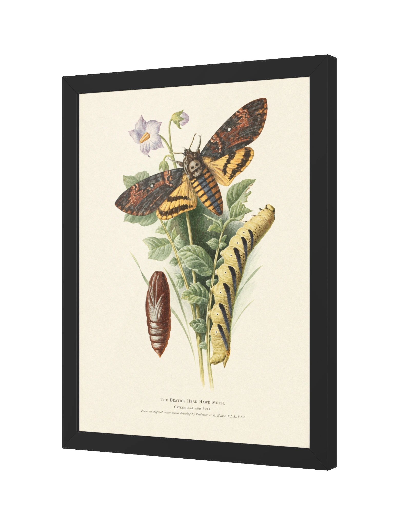 Death’s Head Hawk Moth — Restored Vintage Natural History Framed Poster product image (3)