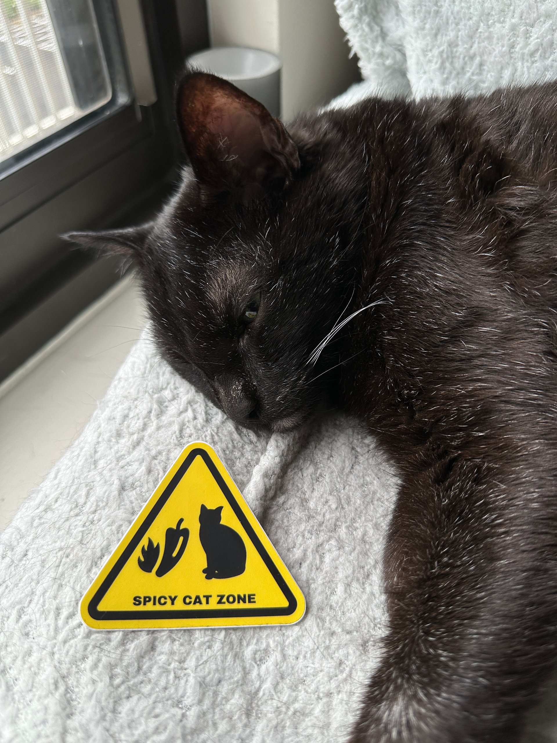 Spicy Cat Zone magnet product image (1)