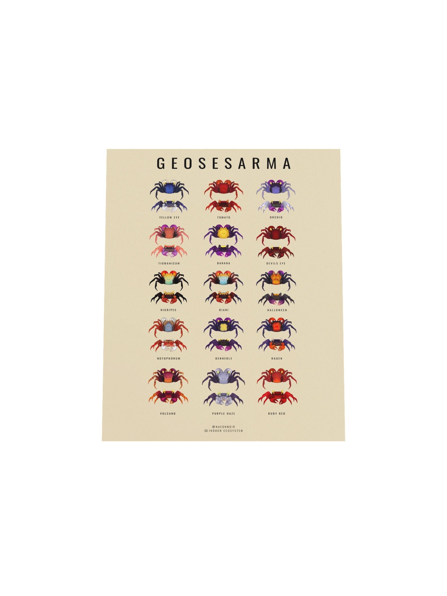 GEOSESARMA VAMPIRE CRAB POSTER (CREAM) product image (4)