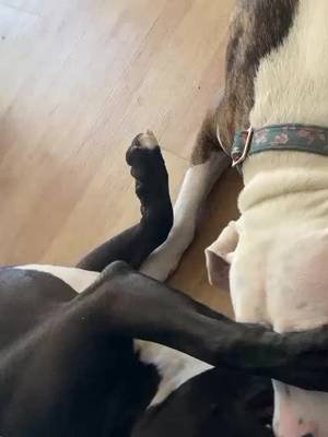 Both of them are rescued dogs and it's a good feeling to see them both happy and living a good life !