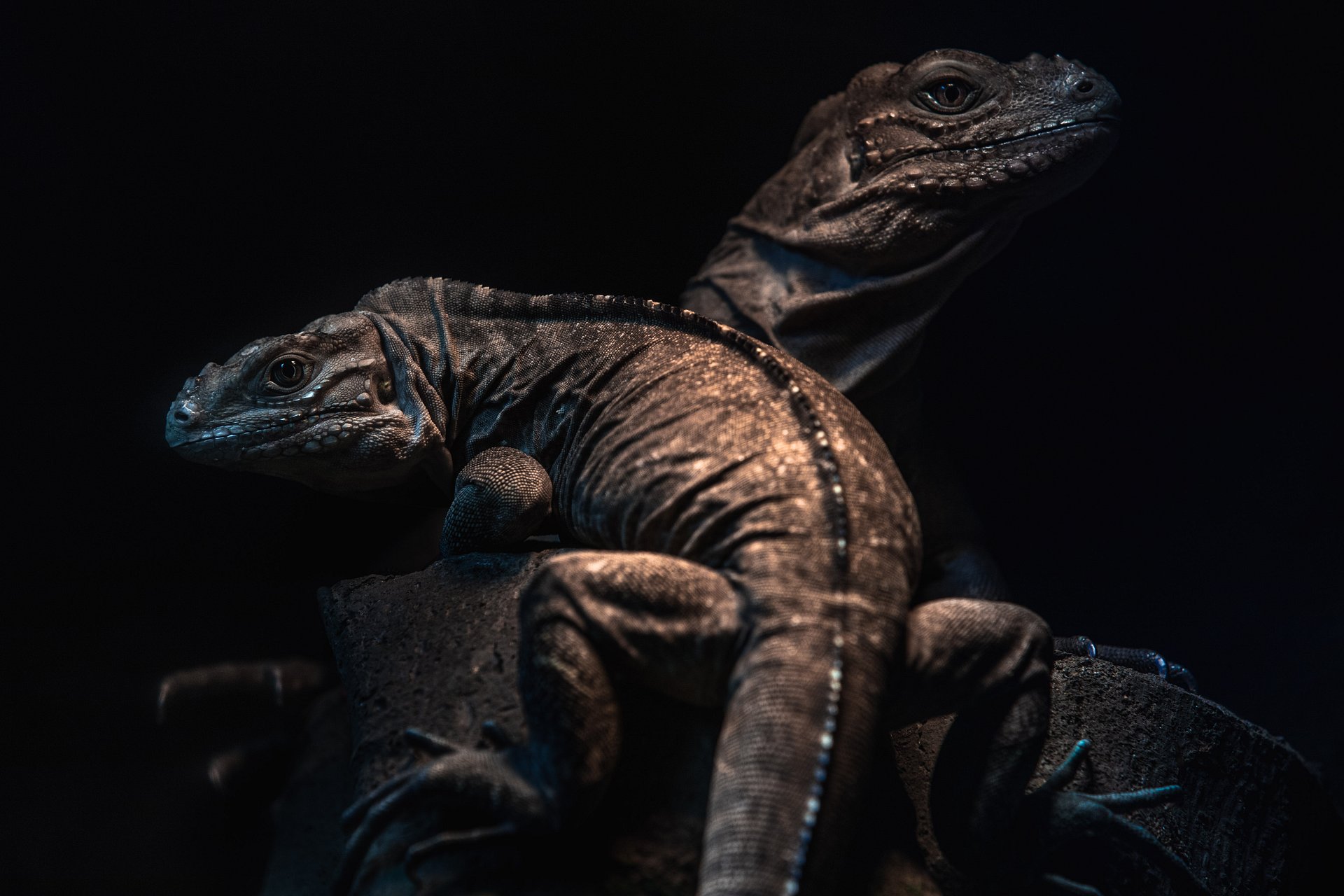 Baby Rhino Iguans product image (1)