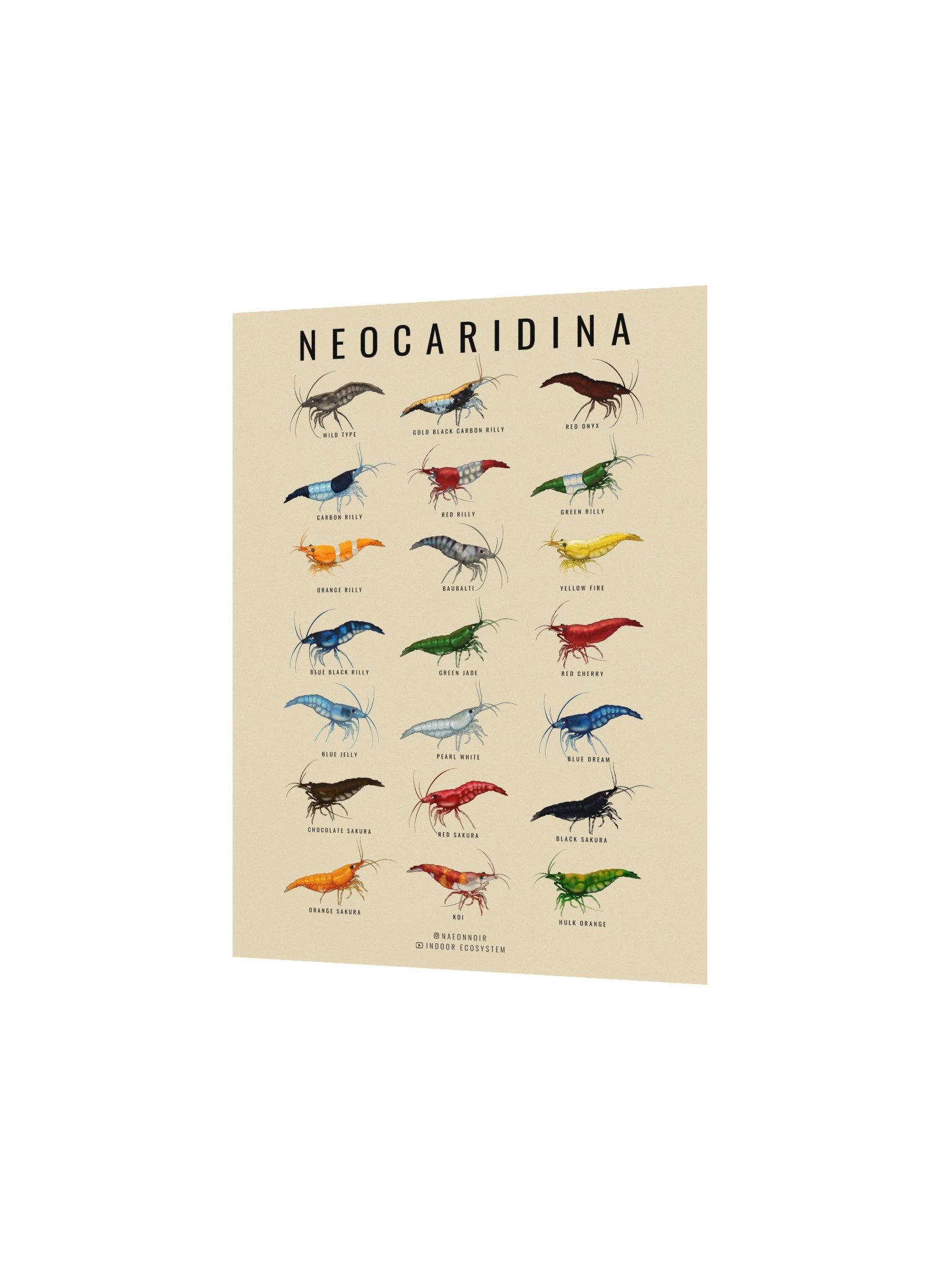 NEOCARIDINA SHRIMP POSTER (CREAM) product image (2)
