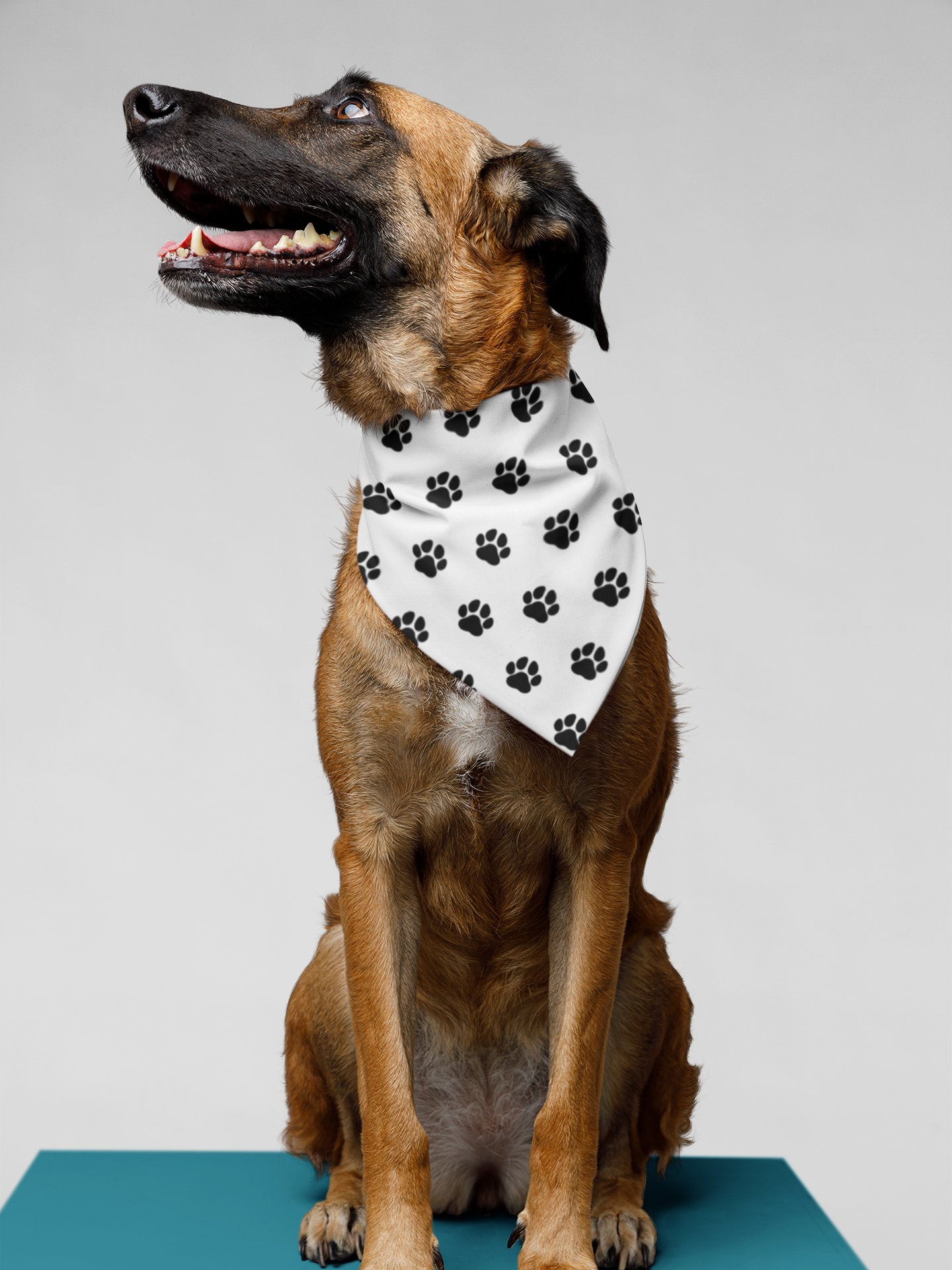 Jack's Paw Approved Bandana product image (1)