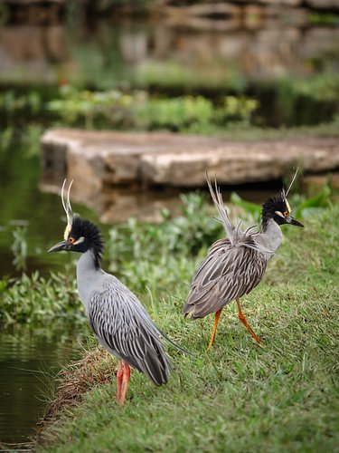 More of the heron cuties for your Saturday Morning. Hope yall have a wonderful weekend 🫶🏻