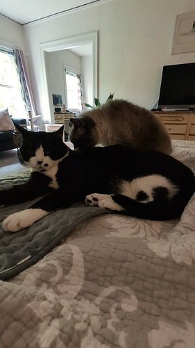 Don't forget your morning cuddles! 🩷🩷🩷

#dolly #selfcare #cuddles #purrlates #catsofinstagram