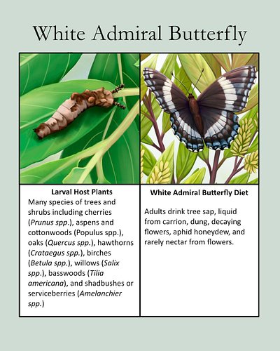 A butterfly of the trees. They are supposed to be quite common in Nova Scotia, but I've never seen one. I have cherry trees, ...