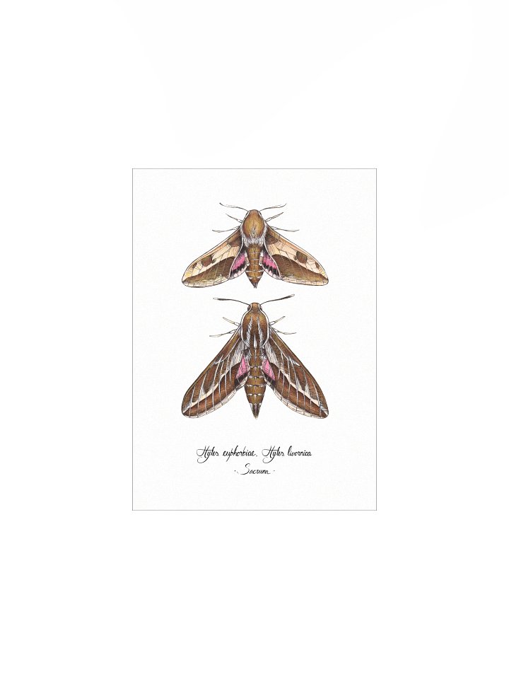 Hyles Euphorbiae, Hyles Livornica • Print product image (1)