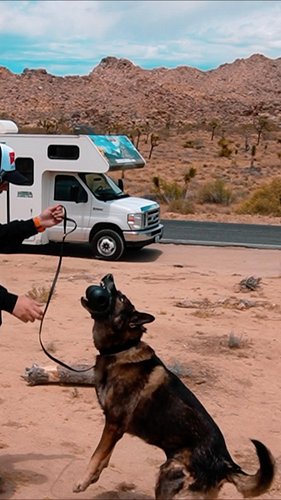 Just had to say thank you to all! More videos from the event coming soon!

#k9arlo #dogsofinstagram #dogs #dog #puppy