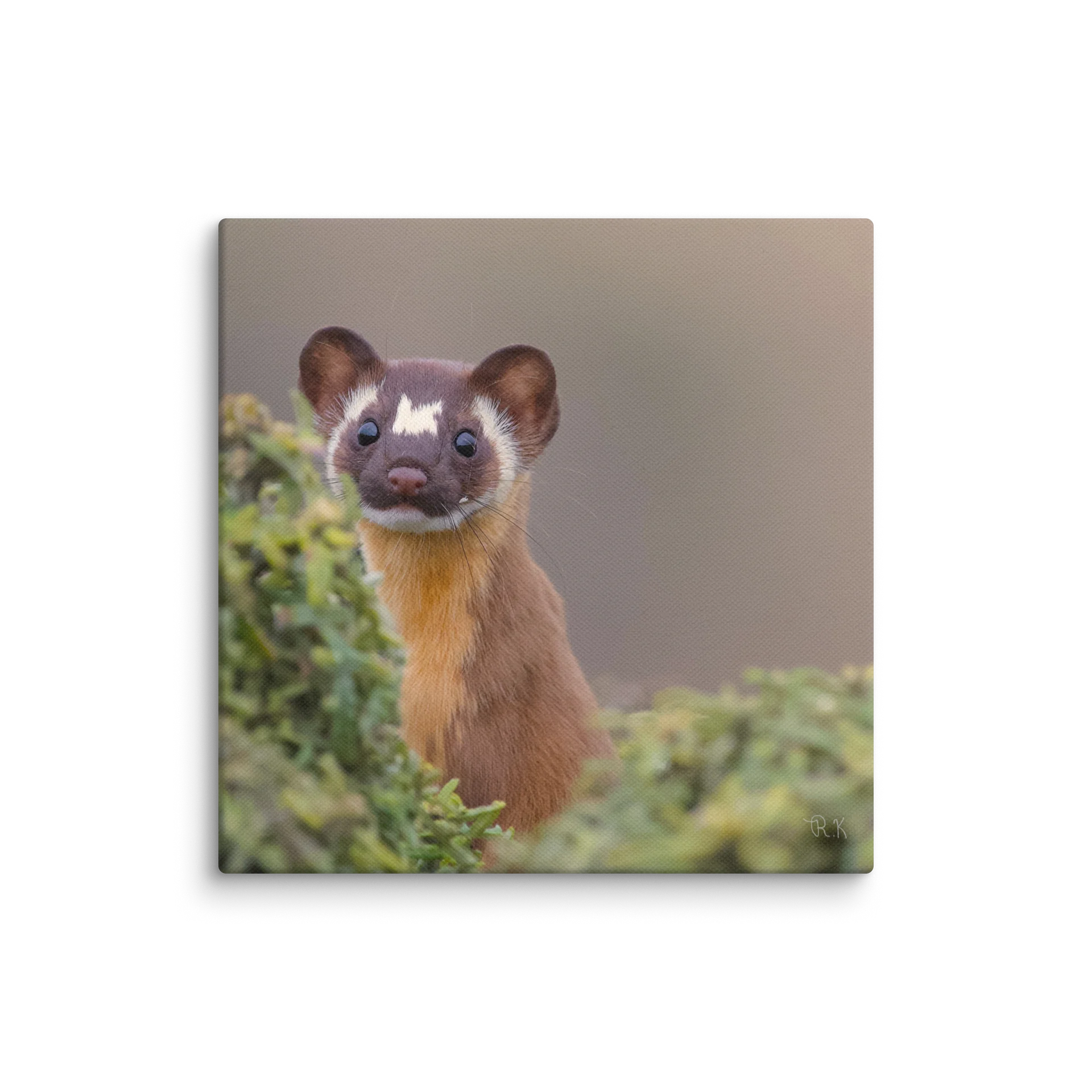 Weaseling Around product image (1)