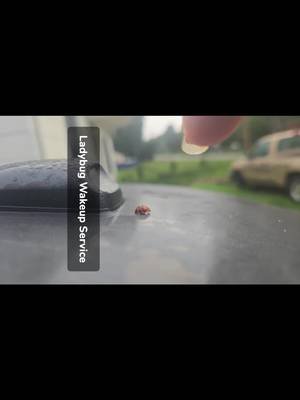 Ladybugs try to sleep in #ladybug #housekeeping #joke #asmr