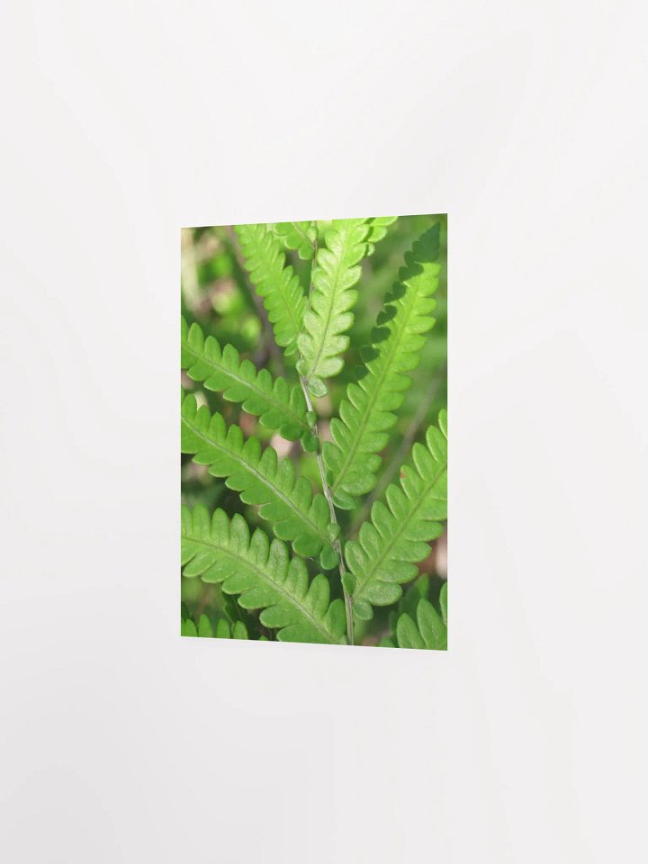 Florida Fern product image (23)