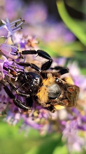 My favorite part is when the bumblebee uses its front legs to move the leaf out of its way 🥹🐝💛

It finished drinking nectar f...