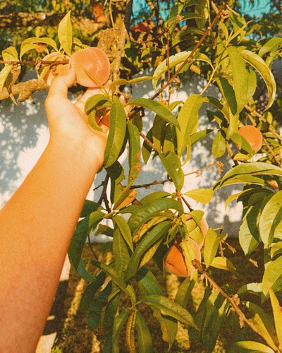 closed the laptop, opened tabs in the real world, got a peach, ate well and made friends.