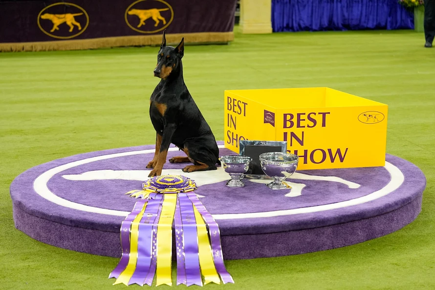 Penny, a Doberman pinscher, poses for photos after winning Best in Show of the 150th Westminster Kennel Club Dog Show in New York City