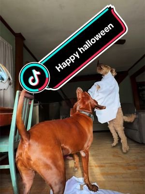 Happy Halloween from me and the dogs! 