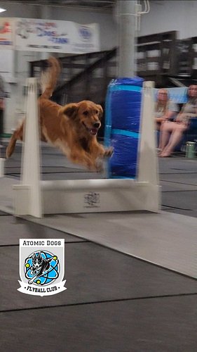 Are you gonna go my way? Better keep up 😎💨

#mndogs #mnflyball #dogsofminnesota #minnesotadogs #mndogsports