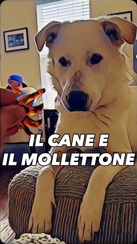 Il cane e il mollettone 🐶

#doppiaggio #animali #roma #cane #cani