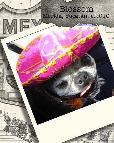Long before Mel’s Angels, Blossom was my Boston Terrier stand-up comedy partner.

When we moved to Mérida together in 2010, s...