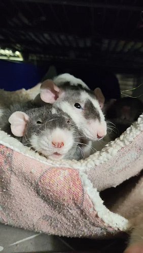 Cute Rats 💕