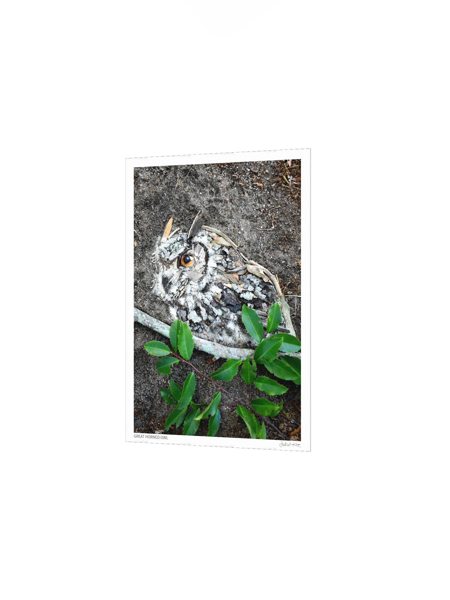 GREAT HORNED OWL | Fine Art Print product image (3)