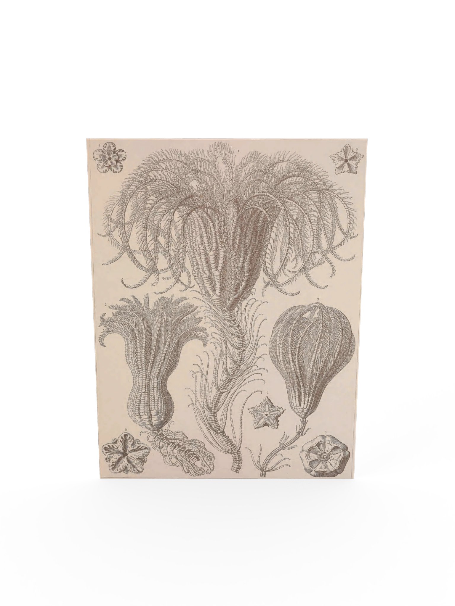 Crinoidea, Plate 20 – Haeckel Poster product image (5)