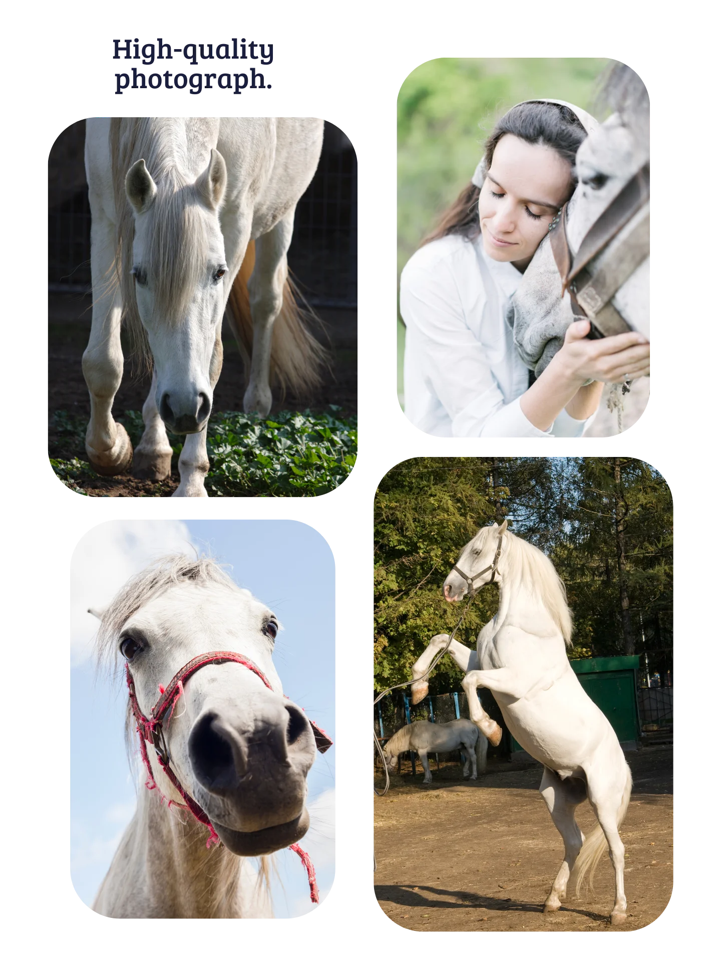 YOUR HORSE! / T-SHIRT WITH PERSONALIZED NAME / DIGITAL ART IV product image (4)