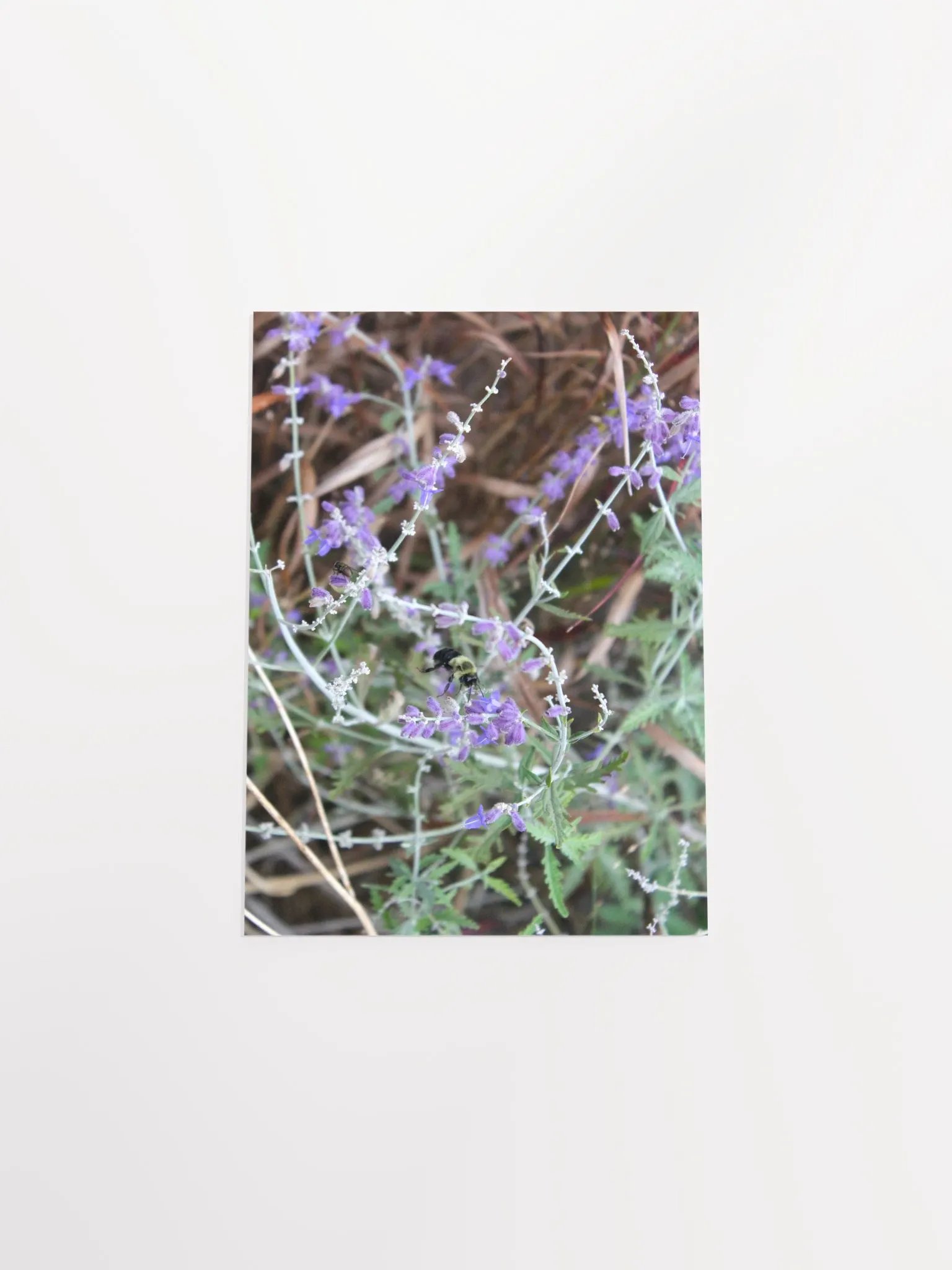 A Study in Flowers 12 product image (45)