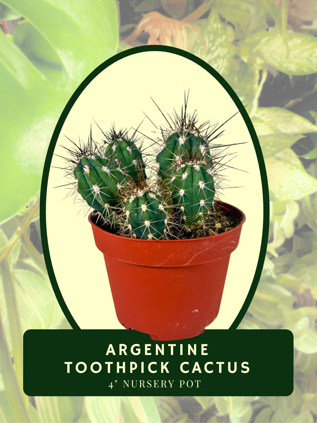 Argentine Toothpick Cactus product image (1)