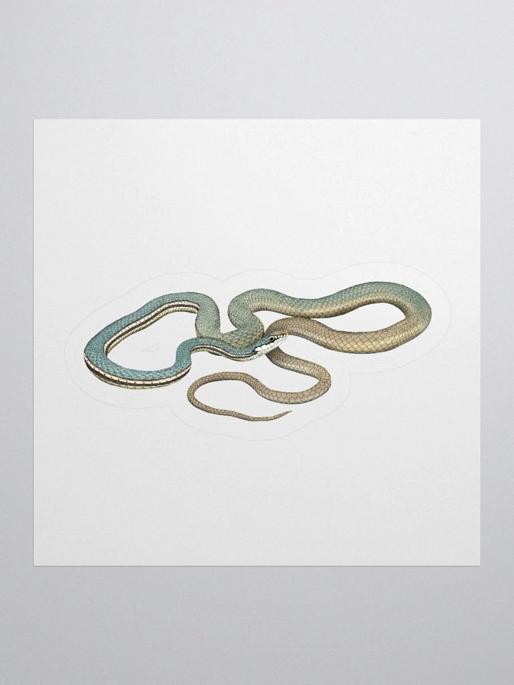 Die-Cut Sticker – Sonoran Whipsnake product image (1)