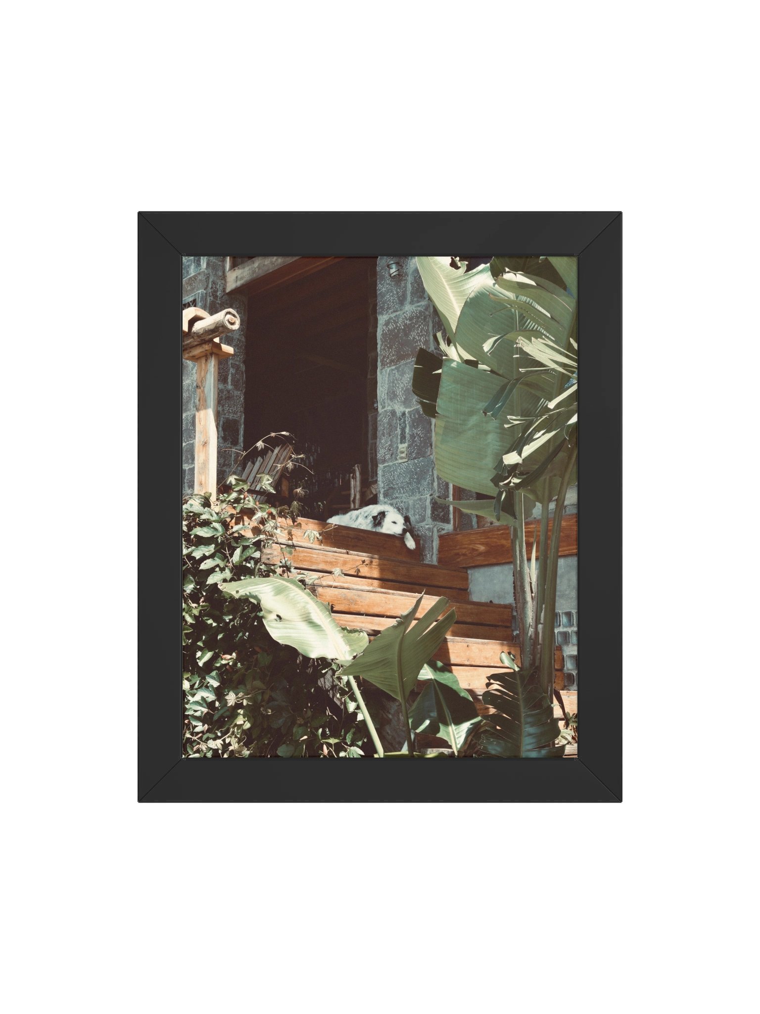 Atitlan Dog product image (71)