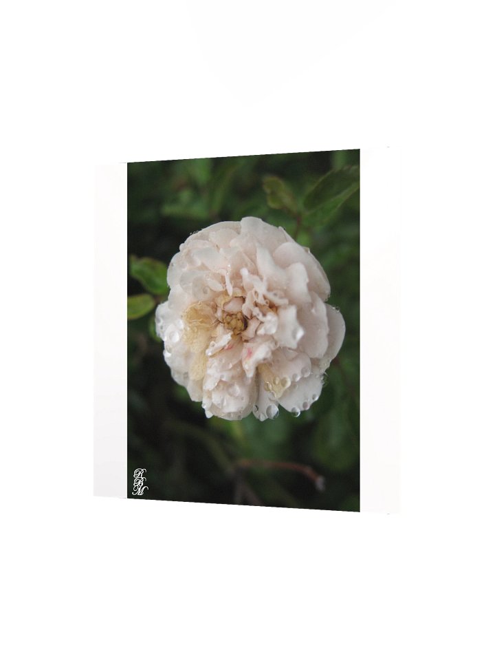 Dew on a Flower product image (7)