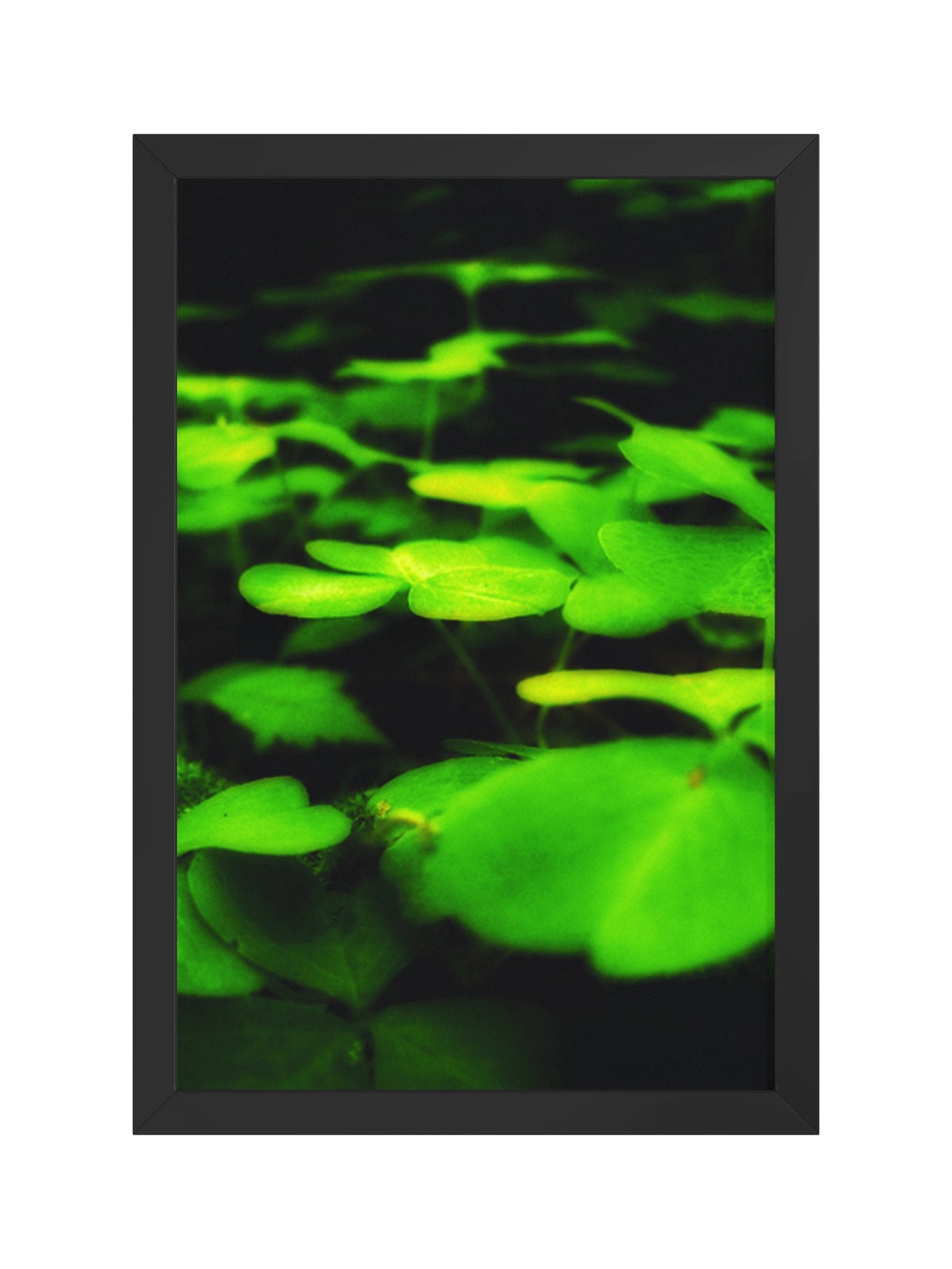 Drowse product image (1)