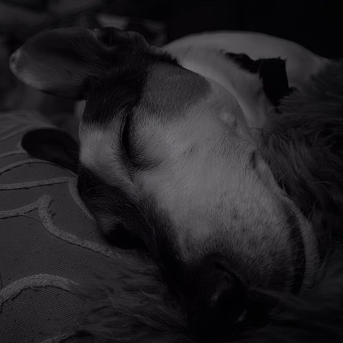 The #mightiest #JackRussellTerrier on #Instagram and you all know it 😜