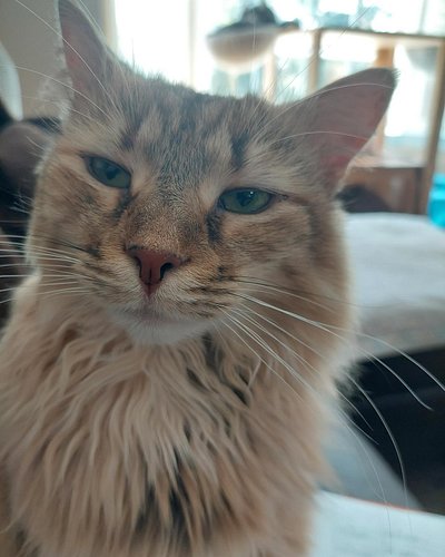 Make memes about this cat
Her name is Lady Ada Lovelace