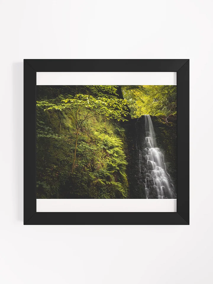 Falling Foss Sapling product image (3)