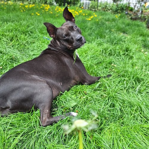 I can't imagine life without this dog. I've always loved all my dogs, but there's something extra special about Molly. My hea...