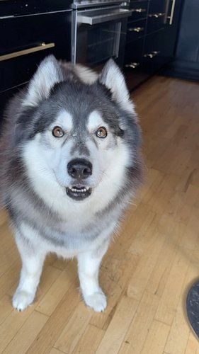 We go through this every single day, but I’ve only ever seen her with a sock in her mouth one (1) time. 🐺🧦😒
.
.
.
.
.
.
.
.
....