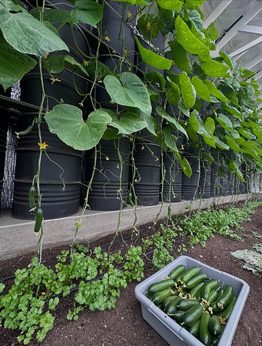 Open Farm Week kicks off at Bidwell Canyon Farm Monday September 14th, 9 to noon with free farm tours throughout the morning....