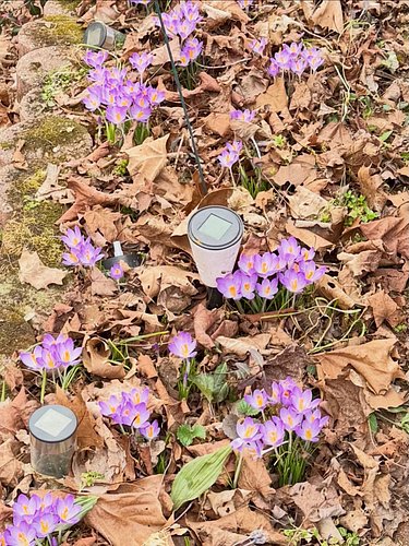 The crocuses are already blooming and something in your life is already blossoming too. Often, when we are healing, we focus ...
